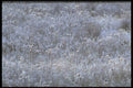 423016 Frost covered Autumn Field A4 Photo Print