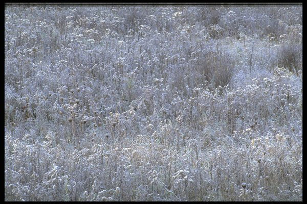 423016 Frost covered Autumn Field A4 Photo Print