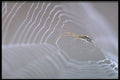 423017 Spider And Web A4 Photo Print