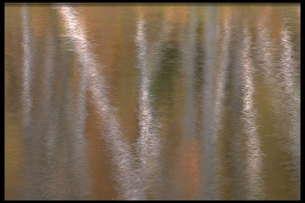423018 Reflection Of Autumn Foliage In A Beaver Pond A4 Photo Print