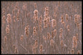 423019 Bullrushes In Autumn A4 Photo Print