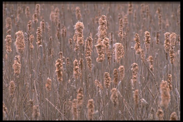423019 Bullrushes In Autumn A4 Photo Print