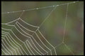 423020 Dew covered Spider Web A4 Photo Print