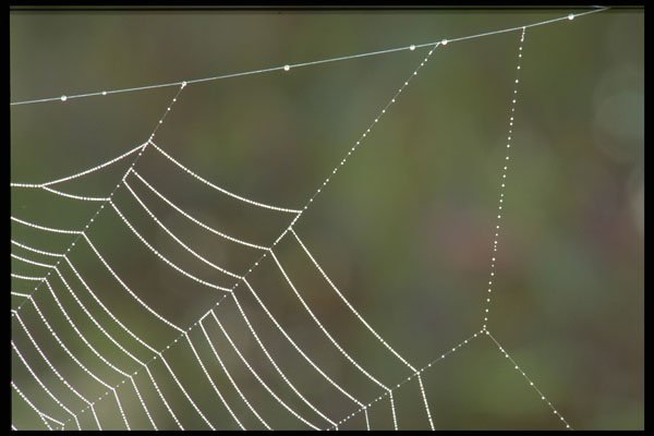 423020 Dew covered Spider Web A4 Photo Print