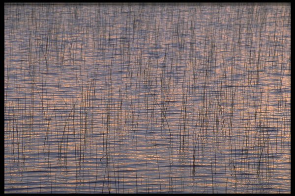 423021 Reeds In Evening Light A4 Photo Print