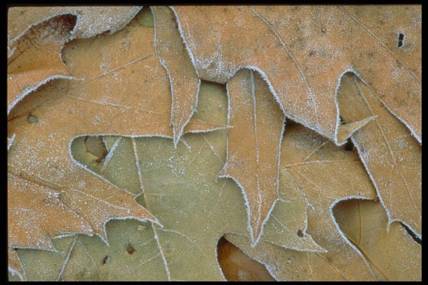423023 Maple And Oak Leaves Covered With Hoar frost A4 Photo Print