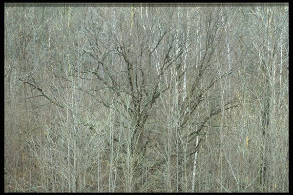 423025 Patterns In A Hardwood Forest In Autumn A4 Photo Print