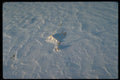 423027 Windblown Patterns In Snow A4 Photo Print