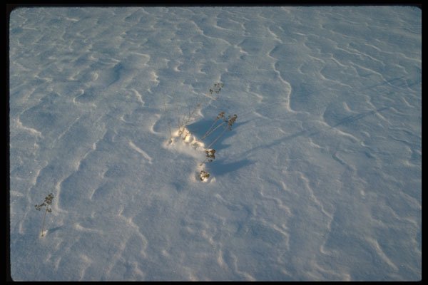 423027 Windblown Patterns In Snow A4 Photo Print