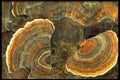423029 Fungus Detail A4 Photo Print