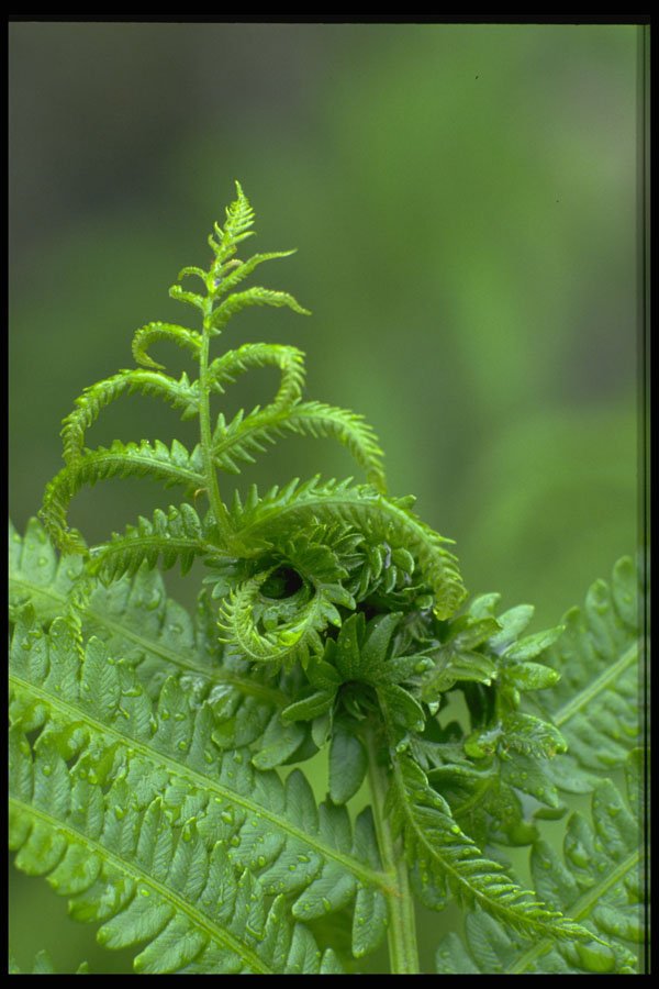 423030 Ferns A4 Photo Print