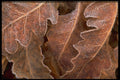 423031 Frost covered Leaves A4 Photo Print