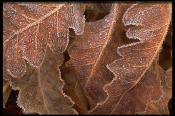 423031 Frost covered Leaves A4 Photo Print