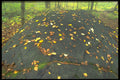 423032 Erratic Boulder And Autumn Leaves A4 Photo Print