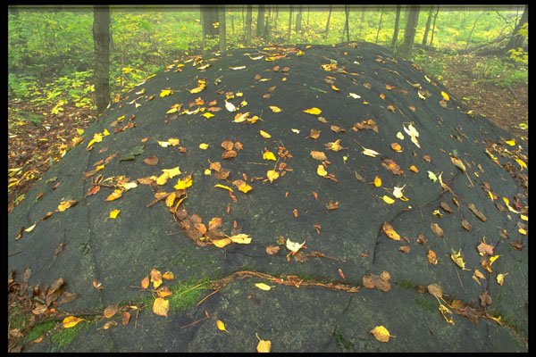 423032 Erratic Boulder And Autumn Leaves A4 Photo Print