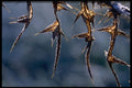 423033 Bull Thistle Leaves Covered With Hoar frost A4 Photo Print