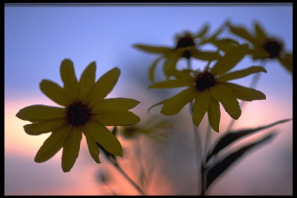 423034 Black eyed Susans A4 Photo Print