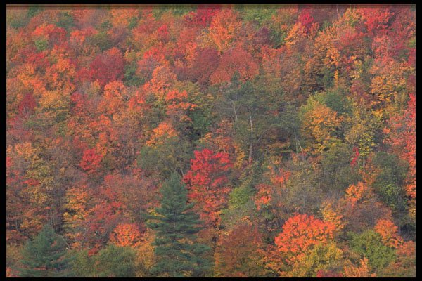 423035 Autumn Foliage Of A Mixed Hardwood Forest A4 Photo Print
