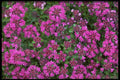 423036 Heal all Flowers A4 Photo Print