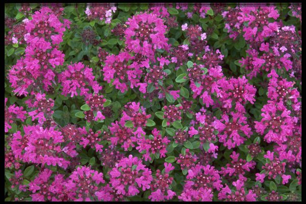 423036 Heal all Flowers A4 Photo Print