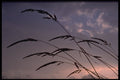 423037 Silhouette Of Grass At Sunset A4 Photo Print