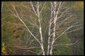 423038 White Birch Tree On The Edge Of A Hardwood Forest A4 Photo Print