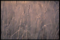 423039 Dew covered Grass At Dawn A4 Photo Print