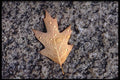 423040 Red Oak Leaf And Water Droplets A4 Photo Print