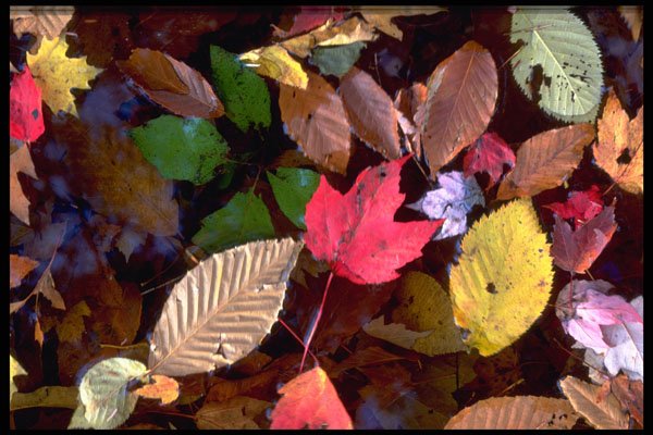 423041 Maple And Beech Leaves In A Pond A4 Photo Print