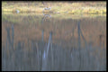 423042 Reflection Of A Hardwood Forest In Late Autumn A4 Photo Print