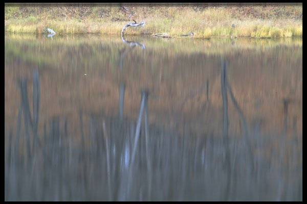 423042 Reflection Of A Hardwood Forest In Late Autumn A4 Photo Print