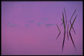 423043 Lily Pads And Reeds At Dusk A4 Photo Print
