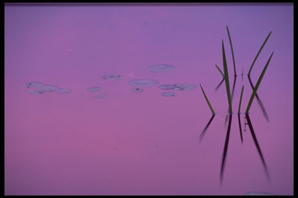 423043 Lily Pads And Reeds At Dusk A4 Photo Print