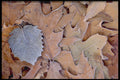 423044 Frost covered Leaves A4 Photo Print