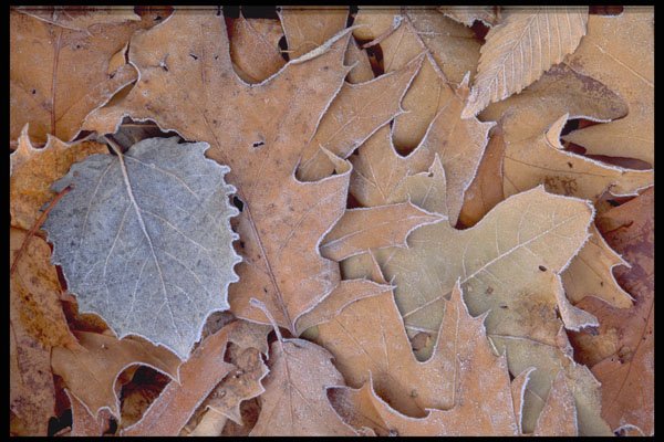 423044 Frost covered Leaves A4 Photo Print