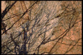 423045 Ironwood Shadows On A Granite Cliff A4 Photo Print