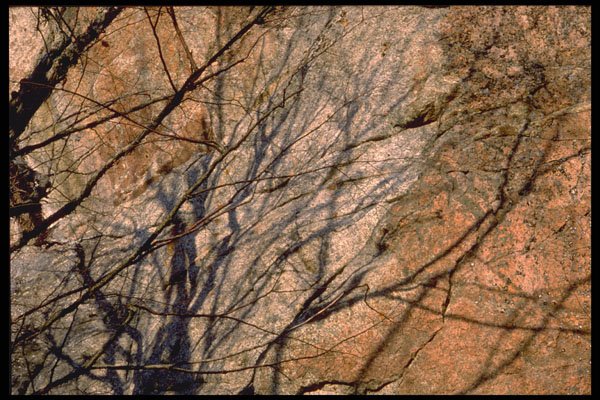 423045 Ironwood Shadows On A Granite Cliff A4 Photo Print