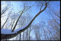 423046 Maple And Beech Forests In Winter A4 Photo Print