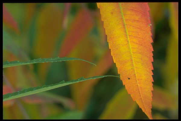 423047 Sumac Leaves A4 Photo Print