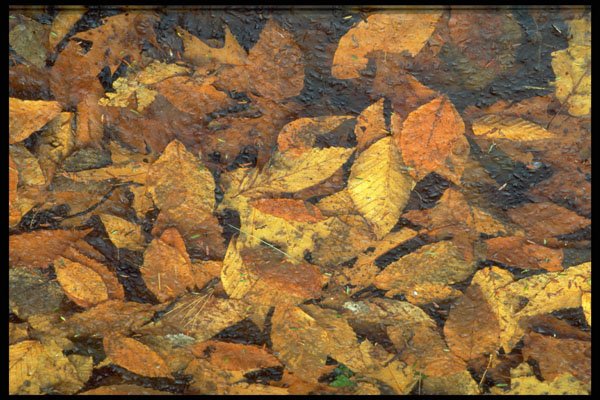 423048 Beech And Oak Leaves In Ice A4 Photo Print