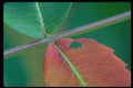 423049 Sumac Stem And Leaves A4 Photo Print