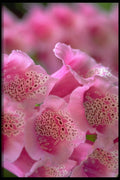 423050 Foxglove Detail A4 Photo Print