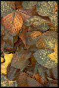423051 Leaves On The Forest Floor A4 Photo Print