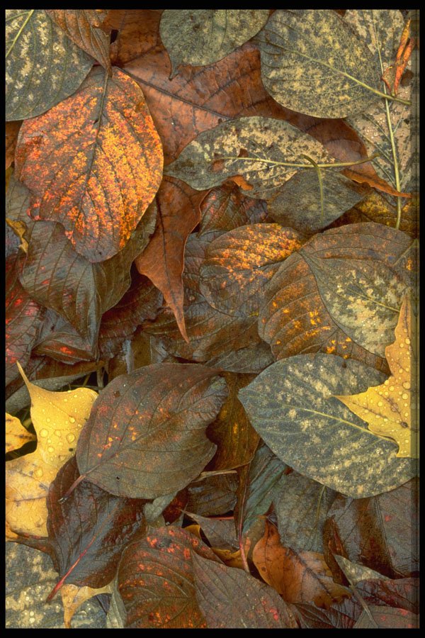 423051 Leaves On The Forest Floor A4 Photo Print