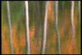 423052 Reflection Of Autumn Foliage In A Beaver Pond A4 Photo Print