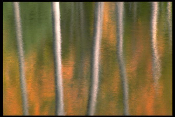 423052 Reflection Of Autumn Foliage In A Beaver Pond A4 Photo Print