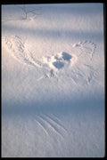 423053 Owl Feather Imprint In The Snow A4 Photo Print