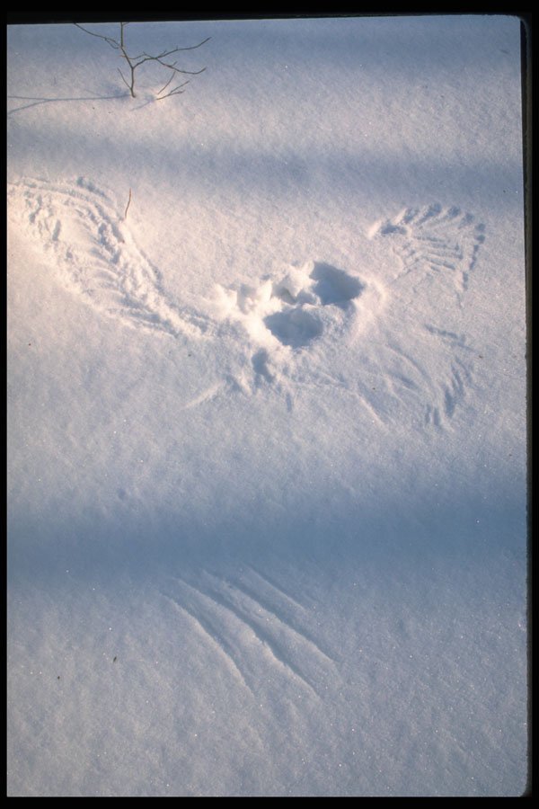 423053 Owl Feather Imprint In The Snow A4 Photo Print