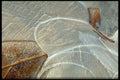 423055 Beech Leaf In Ice A4 Photo Print