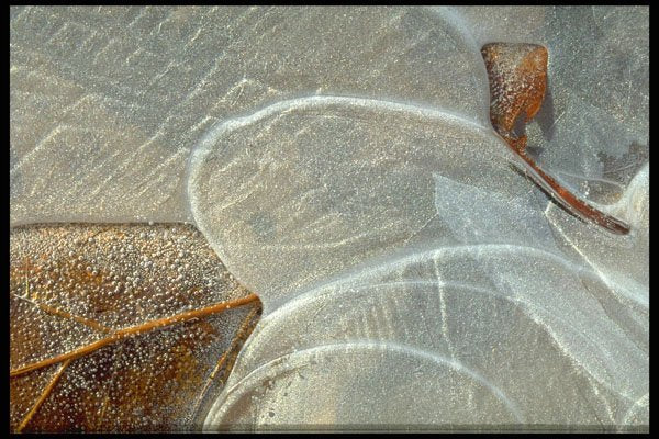 423055 Beech Leaf In Ice A4 Photo Print